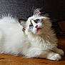 cat, fluffy, blue_eyes, white_fur, indoor, wooden_floor, curious, pet, animal, feline, relaxed, young_cat, closeup, portrait, domestic_cat, cute, soft_fur, whiskers, paw, looking_up