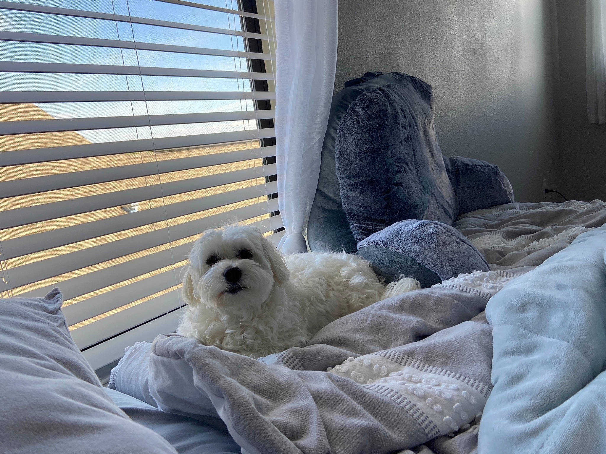 Buckeye is registered to the contest to win money with this photo: bedding, carnivore, comfort, companion_dog, curtain, dog, dog_breed, fur, linens, poodle, room, shade, sporting_group, textile, toy_dog, window, window_blind, window_covering, window_treatment, wood