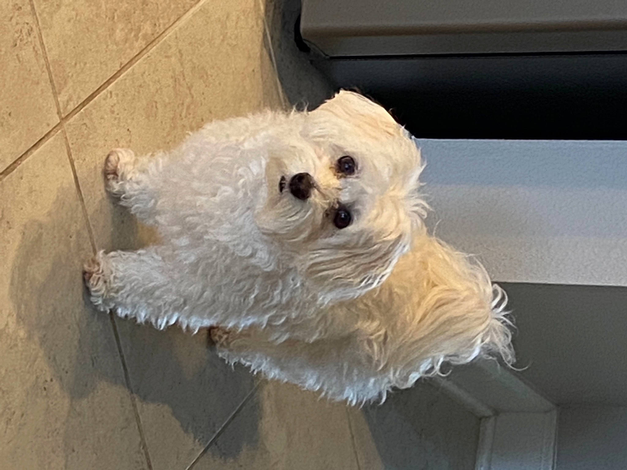 Buckeye is registered to the contest to win money with this photo: canidae, carnivore, cockapoo, companion_dog, dog, dog_breed, dog_clothes, fawn, fur, labradoodle, maltepoo, poodle_crossbreed, small_terrier, snout, sporting_group, stuffed_toy, sunglasses, terrier, toy, toy_dog