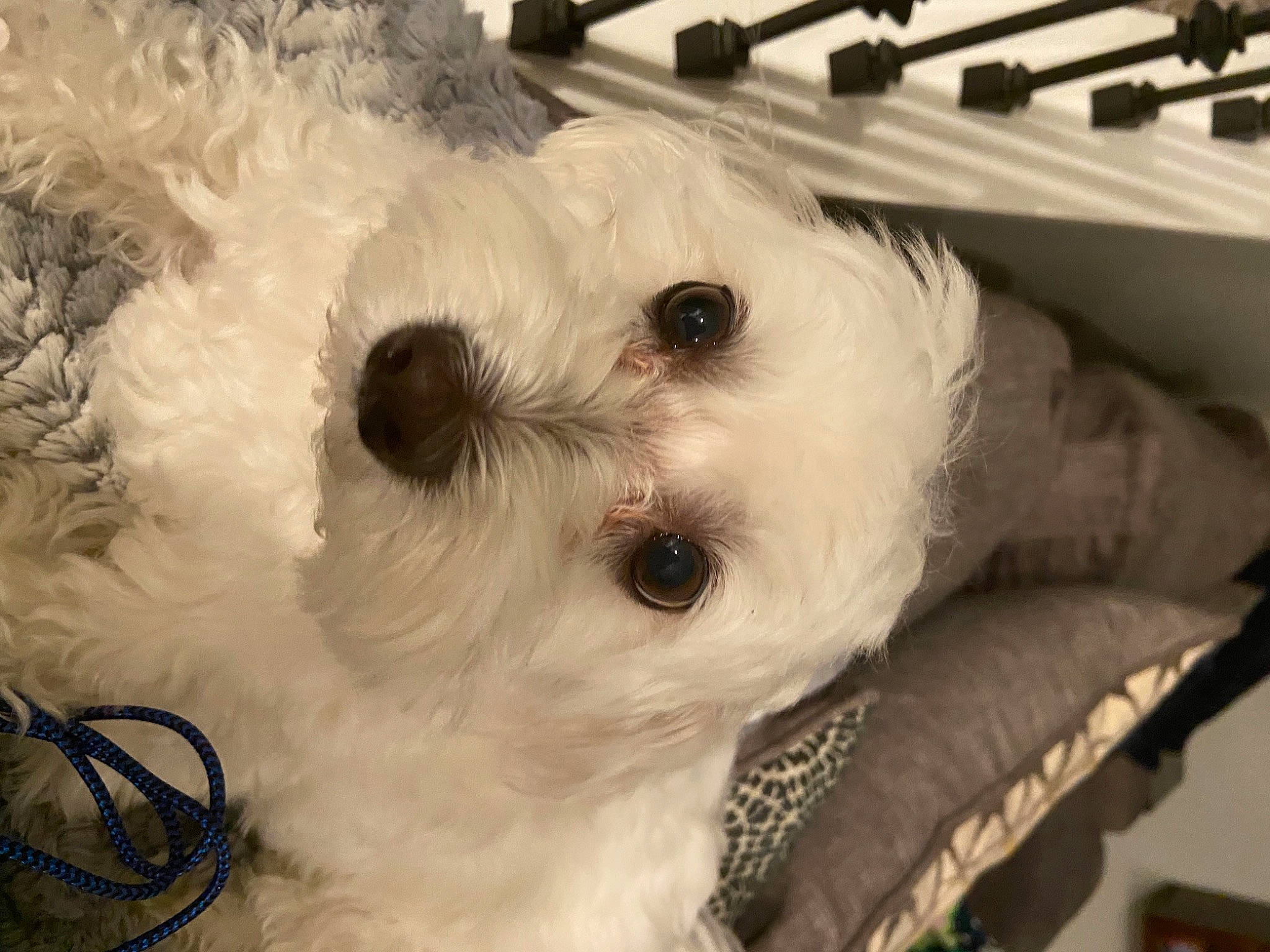 Buckeye joined the competition — help win amazing prizes! canidae, carnivore, companion_dog, dog, dog_breed, fur, maltepoo, non_sporting_group, snout, sporting_group, toy, toy_dog, wood, working_animal