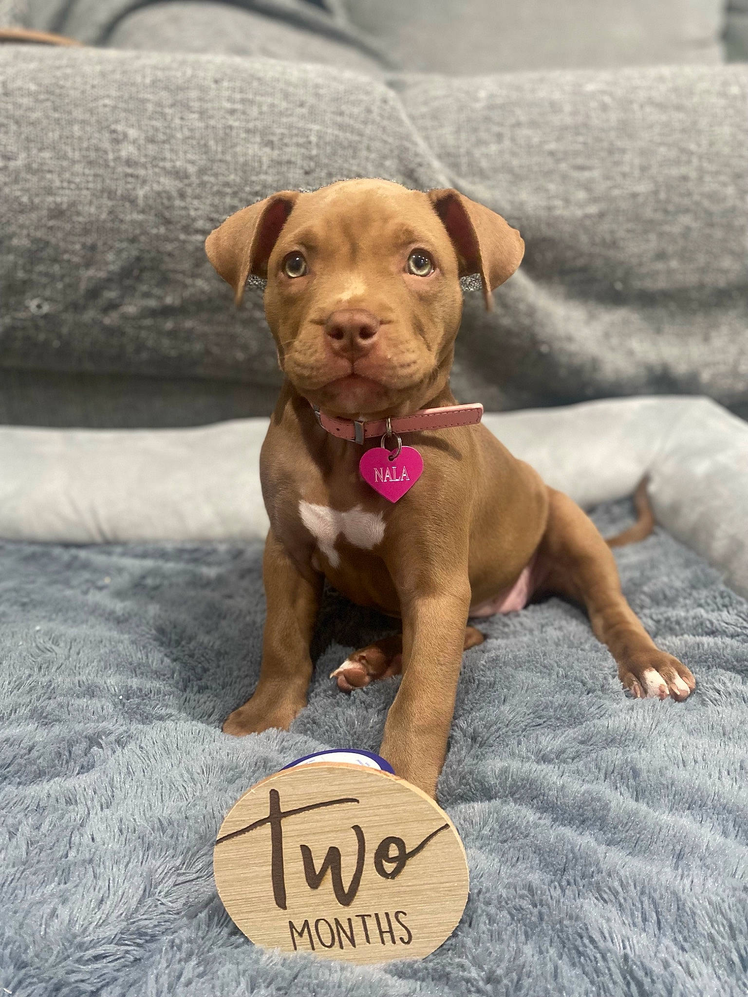 Nala is registered to the contest to win money with this photo: brown, carnivore, collar, companion_dog, dog, dog_breed, dog_collar, dog_supply, fashion_accessory, fawn, handwriting, liver, paw, pet_supply, snout, sporting_group, tail, terrestrial_animal, toy, working_animal