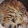Nagi participe au concours pour gagner de l'argent avec cette photo : animal, cat, cozy, curled_up, cute, domestic_cat, ears, fur, indoor, mammal, paw, pet, relaxed, resting, sleeping, soft, striped, tabby, tail, whiskers