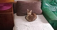 Nagi a rejoint le concours — aidez-le/la à gagner de superbes lots ! bed, brown_cushion, cat, cozy, curled_up, domestic_cat, floor, furniture, green_couch, home, indoor, leather_couch, pet, poster, relaxing_cat, tabby_cat, wall, white_bedspread, wooden_dresser, yoshi_poster