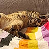 blanket, cat, colorful, couch, cozy, cute, domestic_animal, feline, fur, indoor, paws, pet, relaxed, resting, sleeping, stretching, striped, striped_blanket, tabby, whiskers