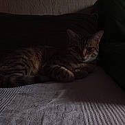Nagi participe au concours pour gagner de l'argent avec cette photo : animal, blanket, cat, comfort, couch, cozy, dark, feline, fur, home, indoor, pet, quiet, relaxed, resting, shadow, soft_light, striped, tabby, texture