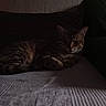 animal, blanket, cat, comfort, couch, cozy, dark, feline, fur, home, indoor, pet, quiet, relaxed, resting, shadow, soft_light, striped, tabby, texture
