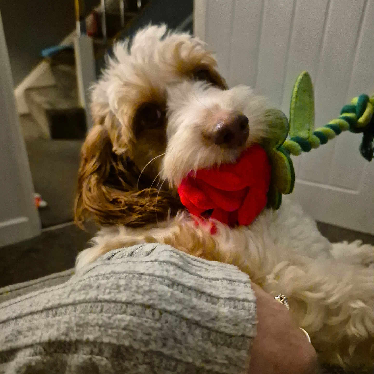 Bella joined the competition — help win amazing prizes! animal, architecture, building, canine, cockerspaniel, couch, dog, flower, flowerarrangement, furniture, hound, house, housing, papillon, pet, plant, poodle, puppy, terrier, whitedog