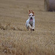 Snaïper participe au concours pour gagner de l'argent avec cette photo : dog, running, field, hay_bale, ears_flapping, tongue_out, outdoor, nature, grass, happy, animal, canine, motion, energy, summer, rural, playful, brown, white, spot