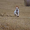 dog, running, field, hay_bale, ears_flapping, tongue_out, outdoor, nature, grass, happy, animal, canine, motion, energy, summer, rural, playful, brown, white, spot