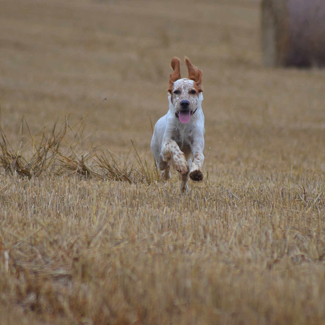 Snaïper participe au concours pour gagner de l'argent avec cette photo : dog, running, field, hay_bale, ears_flapping, tongue_out, outdoor, nature, grass, happy, animal, canine, motion, energy, summer, rural, playful, brown, white, spot