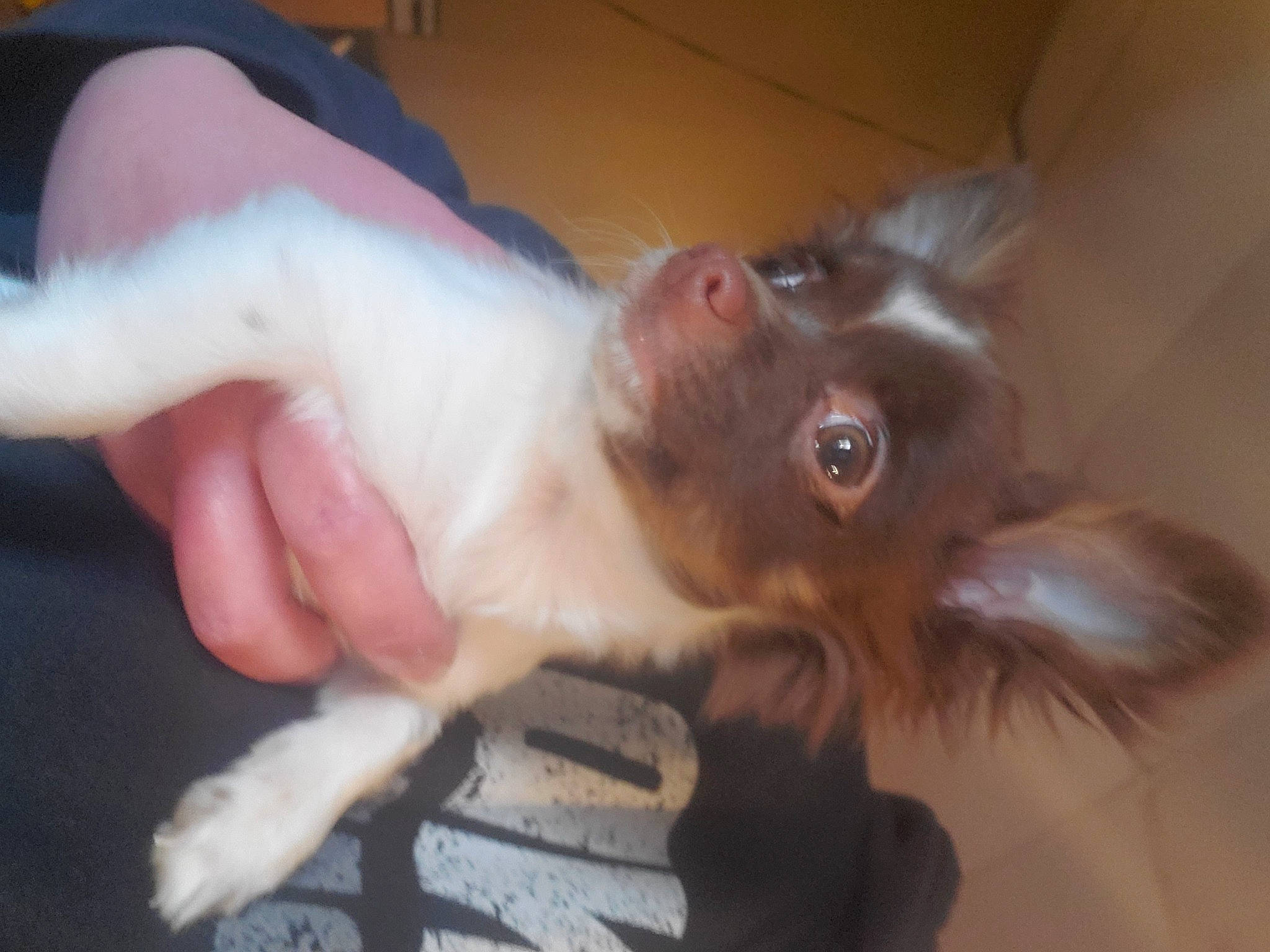 Peanut is registered to the contest to win money with this photo: canidae, carnivore, cat, companion_dog, dog_breed, ear, fawn, felidae, fur, gesture, liver, nail, paw, small_to_medium_sized_cats, sporting_group, tail, thai, toy_dog, whiskers, working_animal