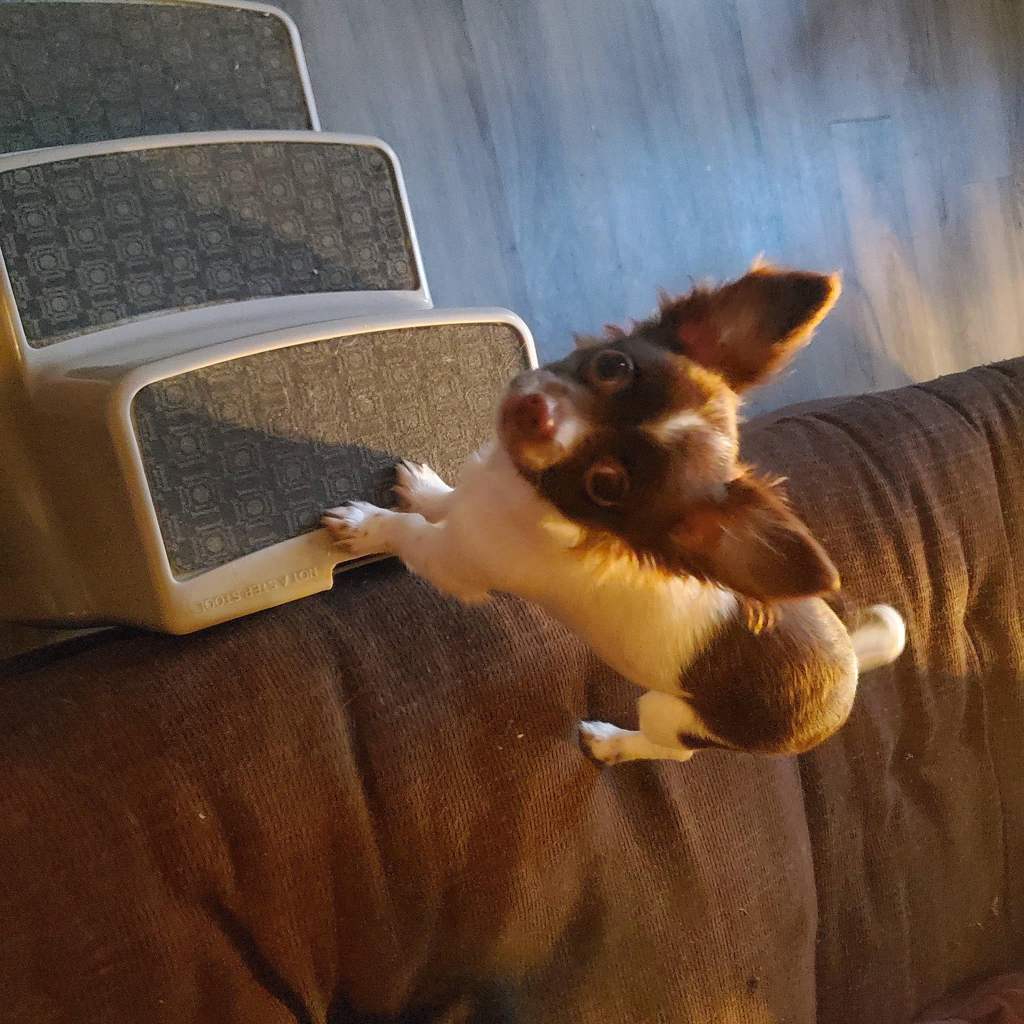 Peanut is registered to the contest to win money with this photo: carnivore, comfort, companion_dog, couch, dog, dog_breed, fawn, felidae, floor, flooring, hardwood, living_room, paw, small_to_medium_sized_cats, tail, tints_and_shades, toy, toy_dog, whiskers, wood