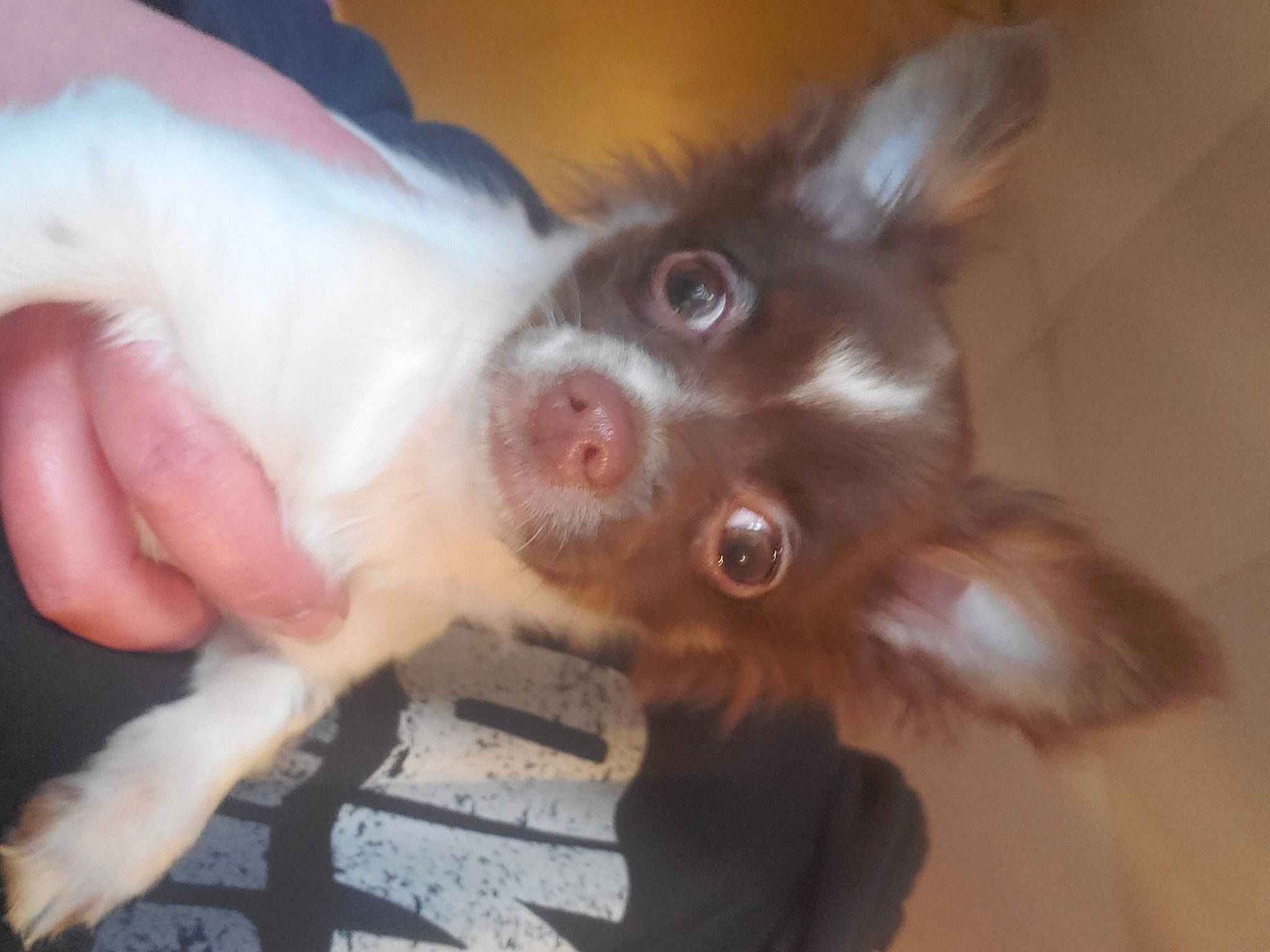 Peanut joined the competition — help win amazing prizes! canidae, carnivore, companion_dog, dog, dog_breed, ear, fur, liver, non_sporting_group, puppy, sporting_group, toy_dog, whiskers, working_animal