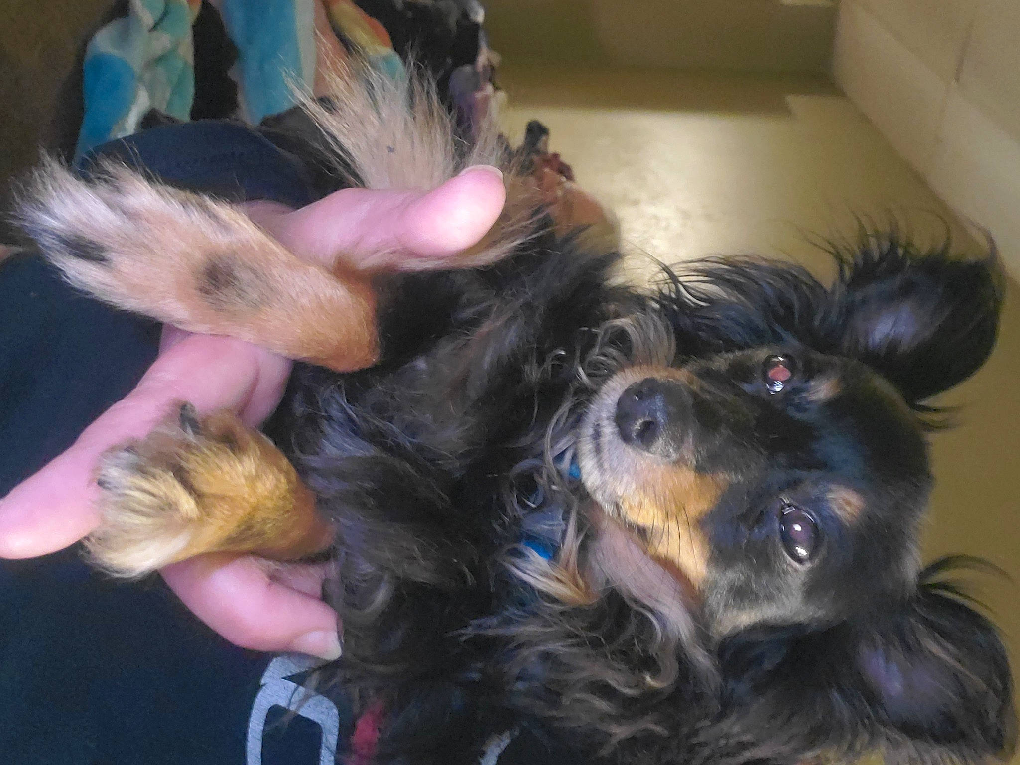 Monty joined the competition — help win amazing prizes! canidae, carnivore, claw, companion_dog, dog, dog_breed, dog_supply, ear, fawn, fur, liver, paw, puppy_love, small_terrier, sporting_group, terrier, toy_dog, working_dog, yorkipoo, yorkshire_terrier