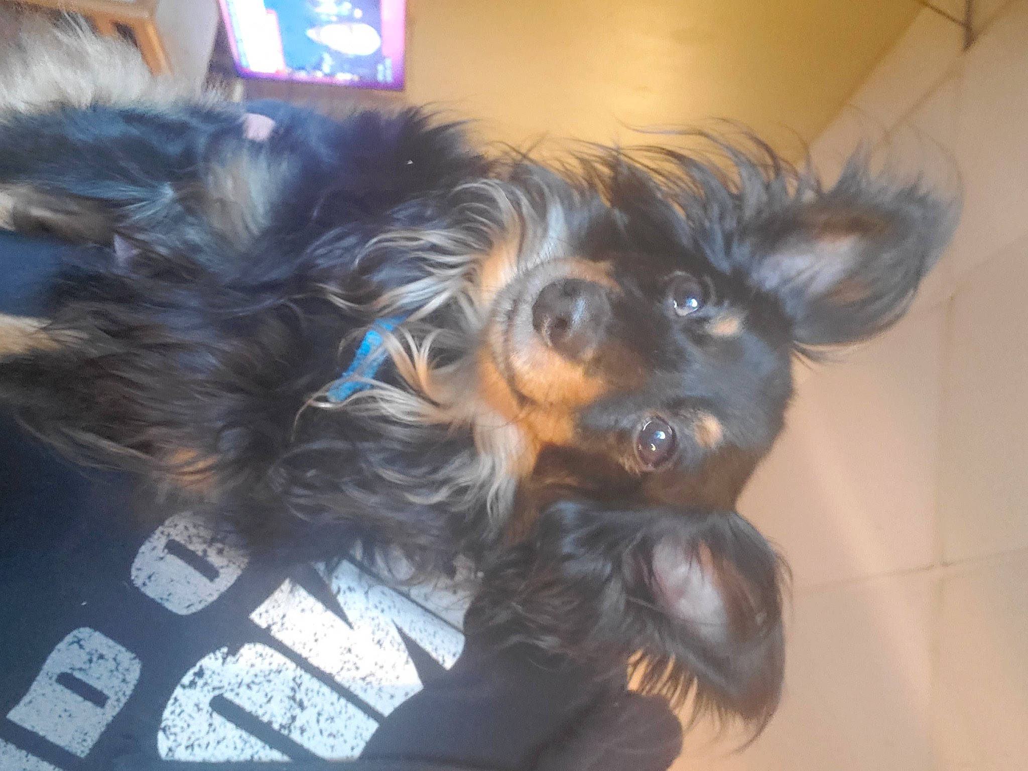 Monty joined the competition — help win amazing prizes! canidae, carnivore, companion_dog, dog, dog_breed, dog_supply, ear, fawn, fur, liver, paw, small_terrier, snout, spaniel, sporting_group, tail, terrier, toy_dog, whiskers, working_animal