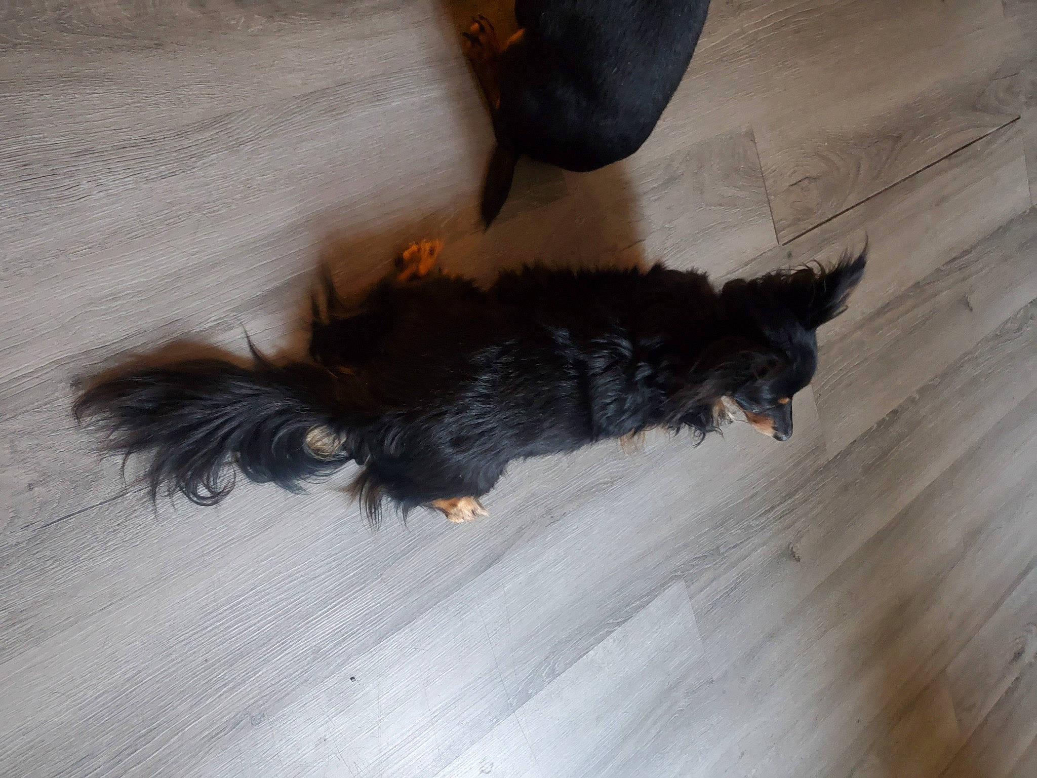 Monty is registered to the contest to win money with this photo: canidae, carnivore, claw, companion_dog, dog, dog_breed, fawn, felidae, flooring, foot, fur, hardwood, paw, small_to_medium_sized_cats, snout, tail, terrier, whiskers, wood, wood_stain