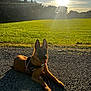 dog, outdoor, sunlight, grass, field, trees, sky, sun, leash, harness, canine, nature, daylight, animal, pet, shadow, relaxing, path, summer, happy