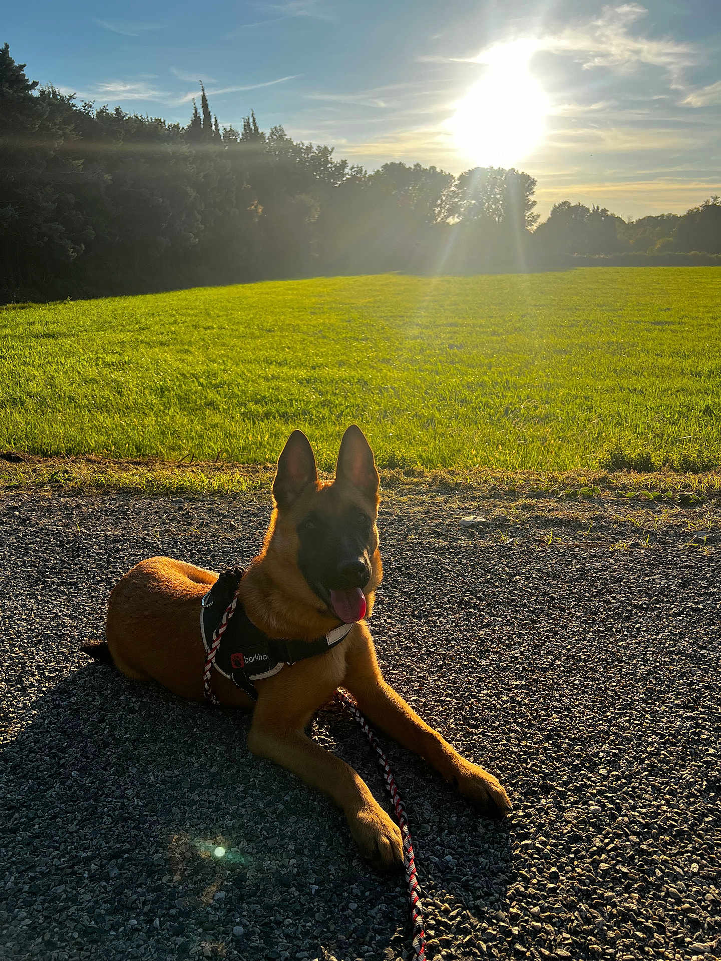 Xena participe au concours pour gagner de l'argent avec cette photo : dog, outdoor, sunlight, grass, field, trees, sky, sun, leash, harness, canine, nature, daylight, animal, pet, shadow, relaxing, path, summer, happy