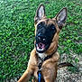 dog, leash, grass, outdoor, pet, canine, playful, happy, ears, black_muzzle, collar, excited, jumping, animal, nature, ground, fur, daylight, closeup, friendly