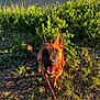 dog, canine, pet, outdoor, grass, nature, sunlight, leash, happy, smiling, animal, water, greenery, ears, muzzle, sitting, daytime, playful, brown, portrait
