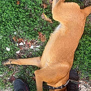 Xena a rejoint le concours — aidez-le/la à gagner de superbes lots ! dog, grass, footwear, person, outdoor, pet, collar, pavement, relaxed, brown_dog, paw, leash, nature, ground, casual, shoes, animal, side_view, resting, companion