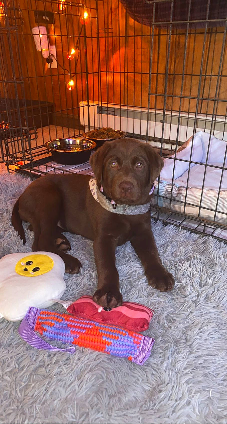 Jolene joined the competition — help win amazing prizes! art, cage, carnivore, companion_dog, dog, dog_breed, dog_crate, dog_supply, fawn, fence, guard_dog, liver, mammal, pet_supply, snout, sporting_group, terrestrial_animal, toy, vertebrate, working_animal