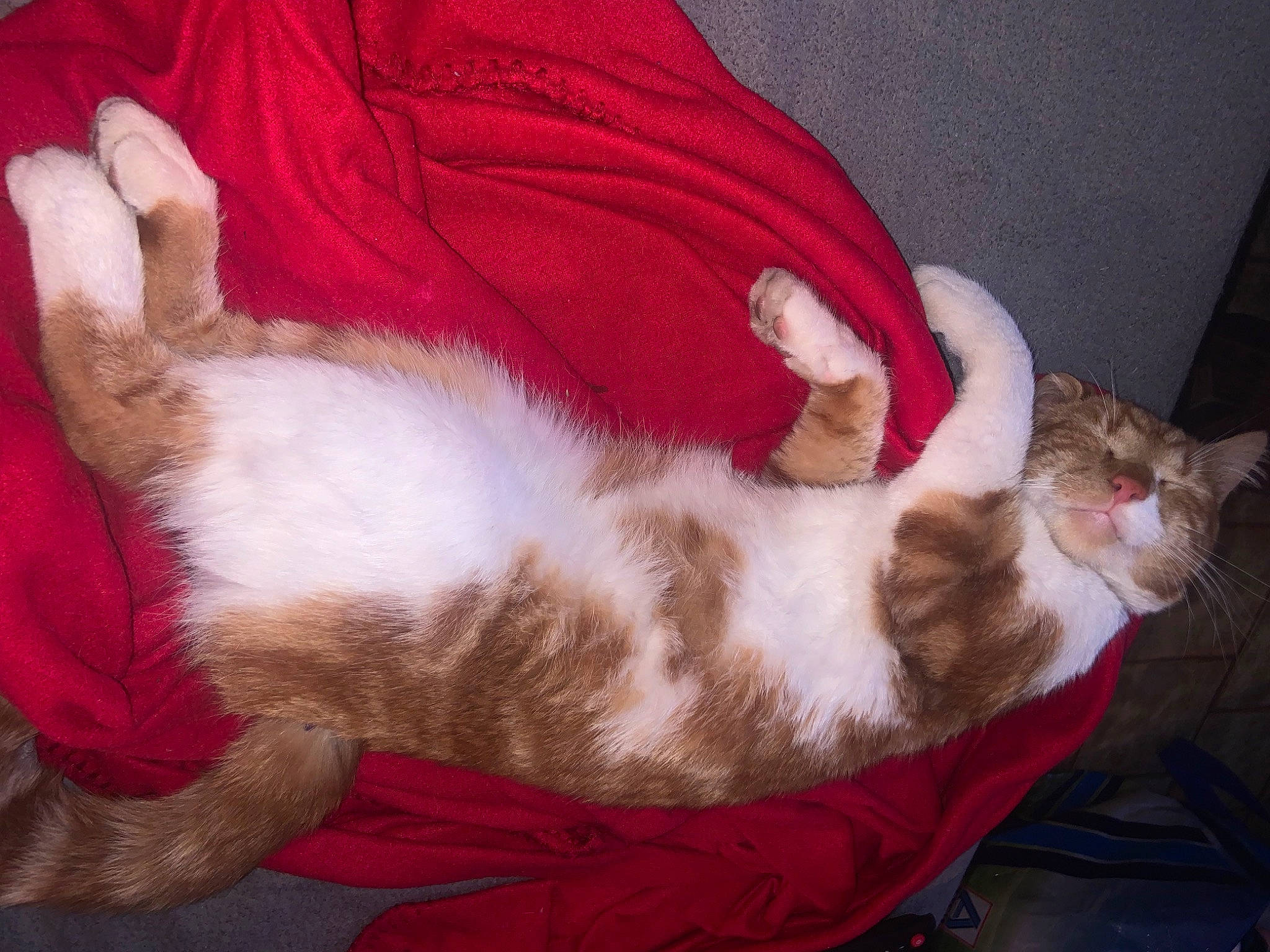 Rouxy a rejoint le concours — aidez-le/la à gagner de superbes lots ! canidae, carnivore, cat, cat_bed, cat_supply, claw, comfort, companion_dog, domestic_short_haired_cat, fawn, felidae, foot, fur, lap, nap, paw, small_to_medium_sized_cats, snout, tail, whiskers