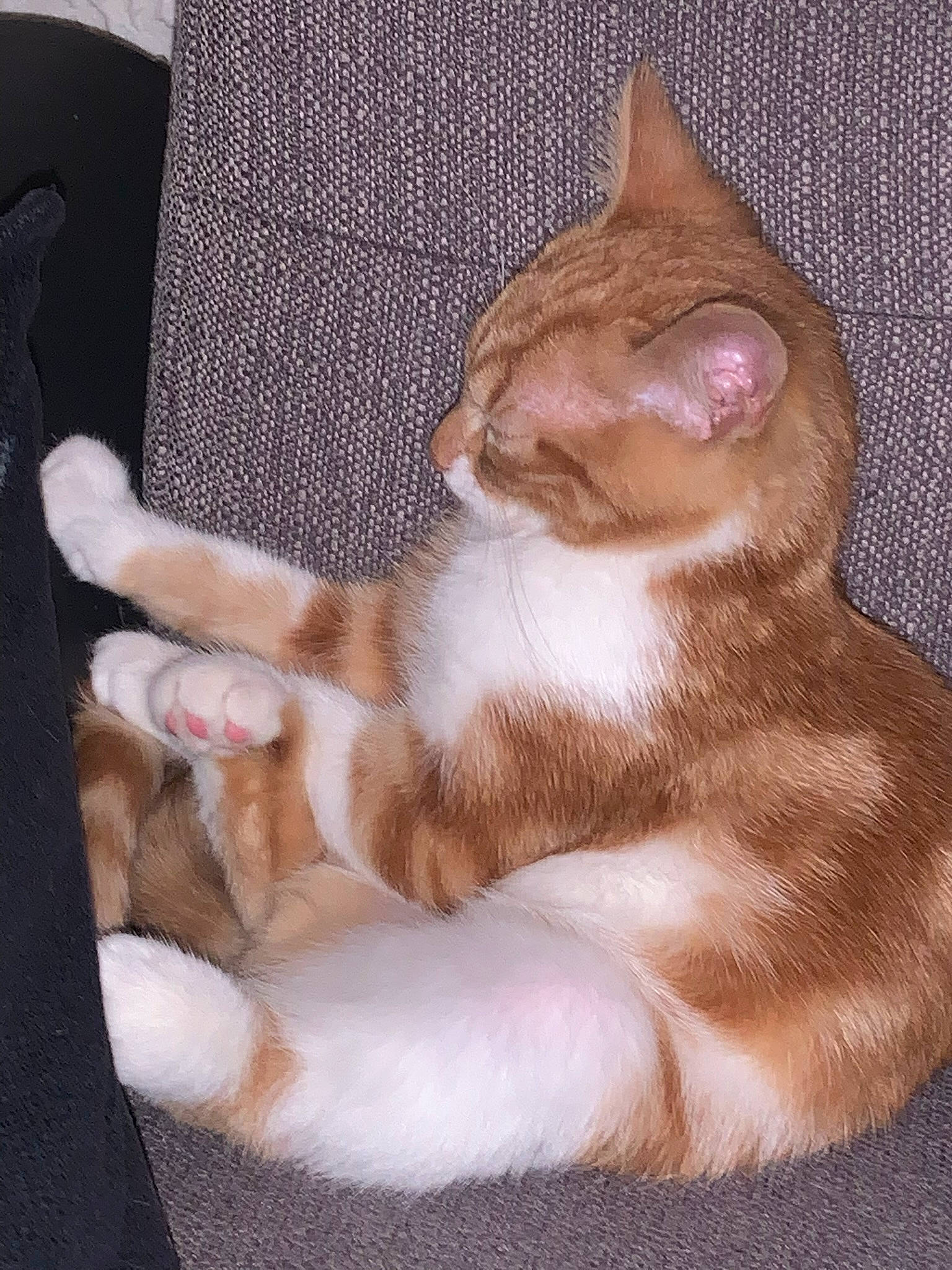 Rouxy participe au concours pour gagner de l'argent avec cette photo : carnivore, cat, claw, comfort, couch, domestic_short_haired_cat, eye, fawn, felidae, foot, fur, lap, nap, paw, sitting, small_to_medium_sized_cats, tail, terrestrial_animal, whiskers