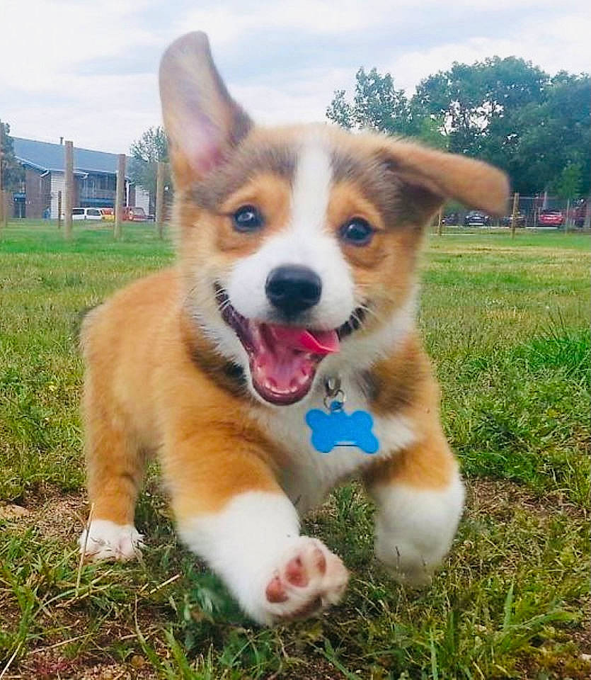 Piwi participe au concours pour gagner de l'argent avec cette photo : cardigan_welsh_corgi, carnivore, cloud, collar, companion_dog, dog, dog_breed, fawn, fur, grass, herding_dog, plant, sky, snout, tail, terrestrial_animal, tree, welsh_corgi, whiskers, working_animal
