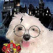 Kelly a rejoint le concours — aidez-le/la à gagner de superbes lots ! dog, white_dog, fluffy, glasses, lightning_bolt, gryffindor_crest, harry_potter_theme, castle, hogwarts, night_sky, magic, filter, tongue_out, pet, cute, fantasy, costume, portrait, indoors, digital_effects