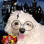 dog, white_dog, fluffy, glasses, lightning_bolt, gryffindor_crest, harry_potter_theme, castle, hogwarts, night_sky, magic, filter, tongue_out, pet, cute, fantasy, costume, portrait, indoors, digital_effects