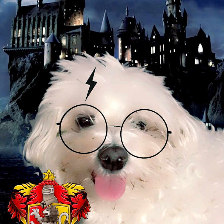 Kelly a rejoint le concours — aidez-le/la à gagner de superbes lots ! castle, costume, cute, digital_effects, dog, fantasy, filter, fluffy, glasses, gryffindor_crest, harry_potter_theme, hogwarts, indoors, lightning_bolt, magic, night_sky, pet, portrait, tongue_out, white_dog