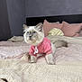 Zufi is registered to the contest to win money with this photo: cat, blue_eyes, pink_hoodie, fluffy, bed, pillow, indoor, cozy, cute, pet, feline, soft_texture, pastel_colors, resting, young_cat, whiskers, adorable, comfortable, mammal, domestic_animal