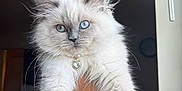 Zufi is registered to the contest to win money with this photo: cat, kitten, blue_eyes, fluffy, white_fur, indoor, jewelry, heart_pendant, pet, cute, animal, closeup, hand, person_holding, portrait, feline, domestic_animal, young, soft_light, indoor_lighting