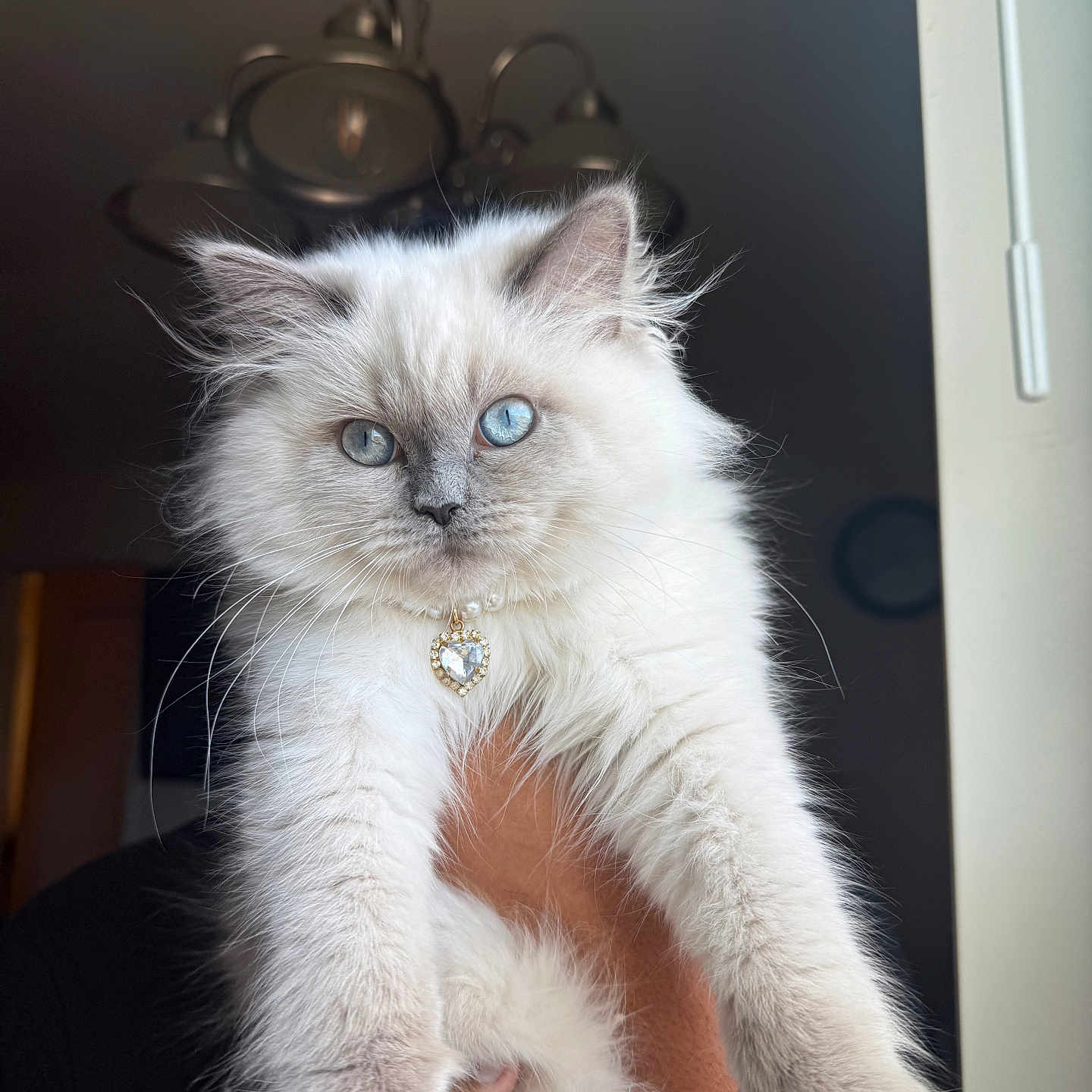Zufi is registered to the contest to win money with this photo: animal, blue_eyes, cat, closeup, cute, domestic_animal, feline, fluffy, hand, heart_pendant, indoor, indoor_lighting, jewelry, kitten, person_holding, pet, portrait, soft_light, white_fur, young
