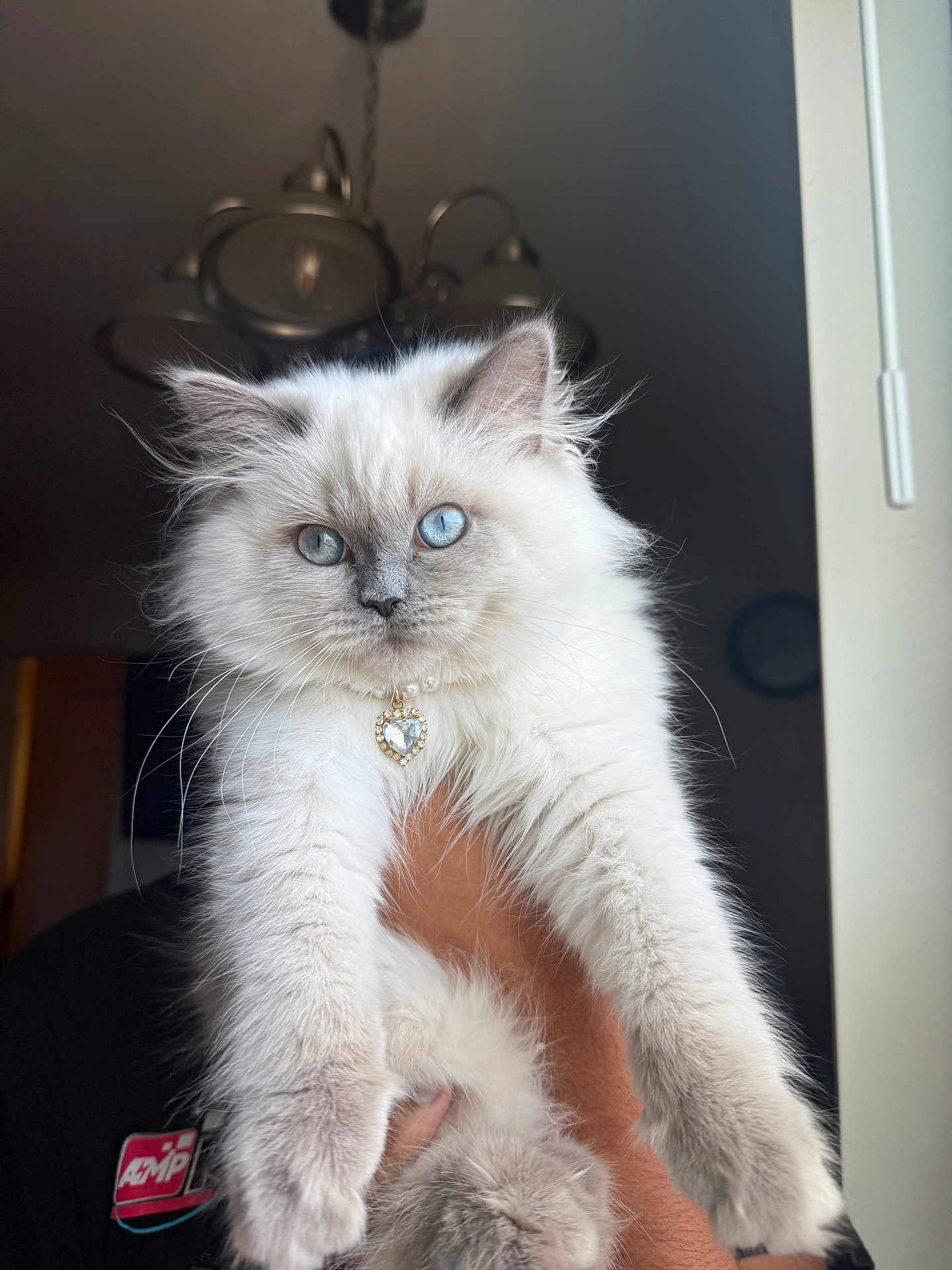Zufi is registered to the contest to win money with this photo: cat, kitten, blue_eyes, fluffy, white_fur, indoor, jewelry, heart_pendant, pet, cute, animal, closeup, hand, person_holding, portrait, feline, domestic_animal, young, soft_light, indoor_lighting