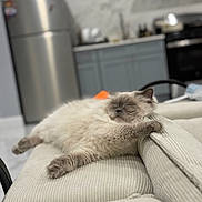 Zufi is registered to the contest to win money with this photo: cat, sleeping, fluffy, couch, indoor, cozy, pet, feline, relaxed, home, living_room, fur, domestic_animal, resting, comfort, claw, kitchen, appliance, blanket, soft
