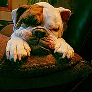 Franklin is registered to the contest to win money with this photo: dog, bulldog, sleeping, paws, cushion, indoor, brown, cozy, relaxation, pet, animal, face, nail, fur, snout, ears, window, plant, sofa, home