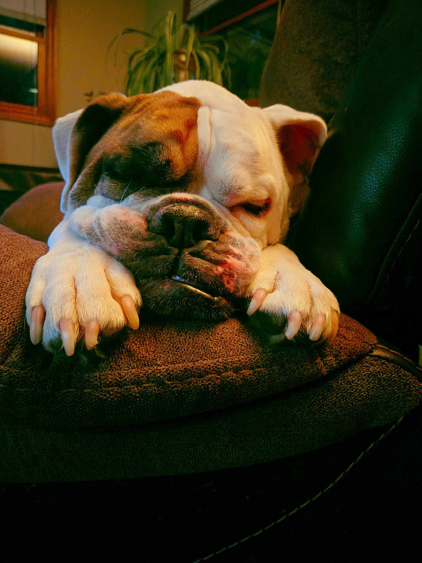 Franklin is registered to the contest to win money with this photo: dog, bulldog, sleeping, paws, cushion, indoor, brown, cozy, relaxation, pet, animal, face, nail, fur, snout, ears, window, plant, sofa, home