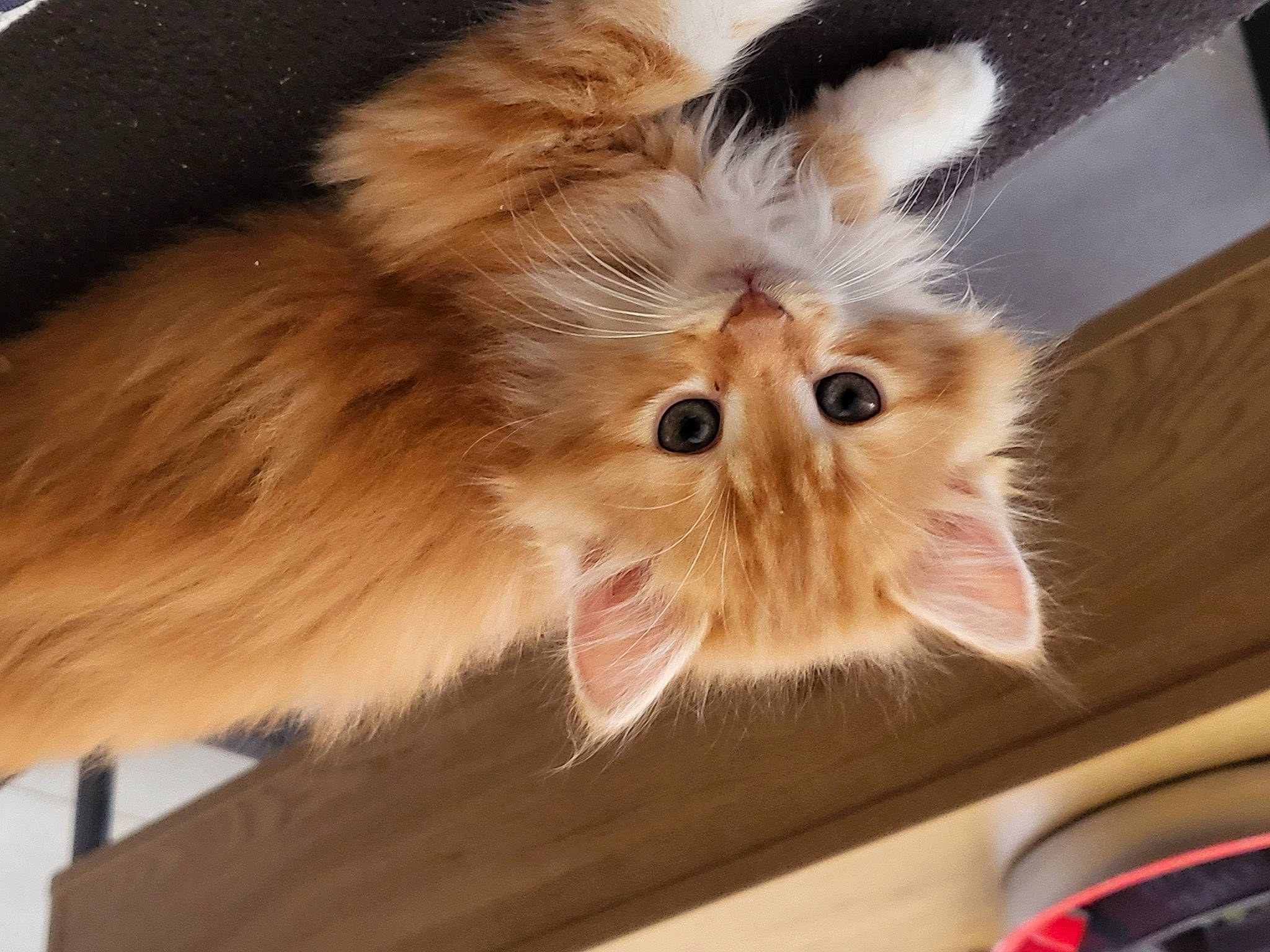 Twix a rejoint le concours — aidez-le/la à gagner de superbes lots ! box, british_longhair, canidae, carnivore, cat, claw, companion_dog, fawn, felidae, fur, liver, paw, persian, service, small_to_medium_sized_cats, snout, tail, terrestrial_animal, whiskers, wood