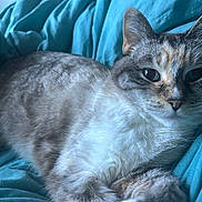 Buster is registered to the contest to win money with this photo: cat, feline, pet, animal, fur, whiskers, ears, blanket, teal, resting, relaxed, cute, indoor, closeup, soft, comfort, sleepy, domestic, mammal, portrait