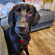 Kodak joined the competition — help win amazing prizes! dog, black_dog, pet, indoor, couch, balloon, gift, wooden_floor, collar, heart_tag, living_room, celebration, furniture, floor, close_up, canine, animal, domestic_animal, seat, decor