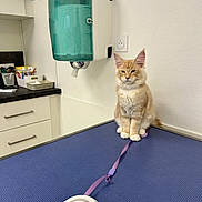 Yhui participe au concours pour gagner de l'argent avec cette photo : cat, ginger_cat, fluffy, long_hair, sitting, animal, pet, veterinary_clinic, examination_table, blue_surface, pink_leash, soap_dispenser, bathroom, clinic, indoor, portrait, alert, serious_expression, white_chest, domestic_animal