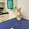 cat, ginger_cat, fluffy, long_hair, sitting, animal, pet, veterinary_clinic, examination_table, blue_surface, pink_leash, soap_dispenser, bathroom, clinic, indoor, portrait, alert, serious_expression, white_chest, domestic_animal