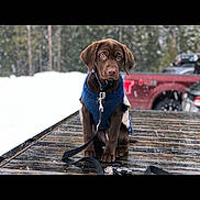 Daisy joined the competition — help win amazing prizes! animal, blue_jacket, canine, chocolate_lab, cold_weather, cute, dog, forest, leash, outdoor, pets, puppy, red_truck, sitting, snow, trees, vehicle, winter, wooden_surface, young_dog