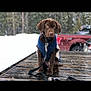 animal, blue_jacket, canine, chocolate_lab, cold_weather, cute, dog, forest, leash, outdoor, pets, puppy, red_truck, sitting, snow, trees, vehicle, winter, wooden_surface, young_dog