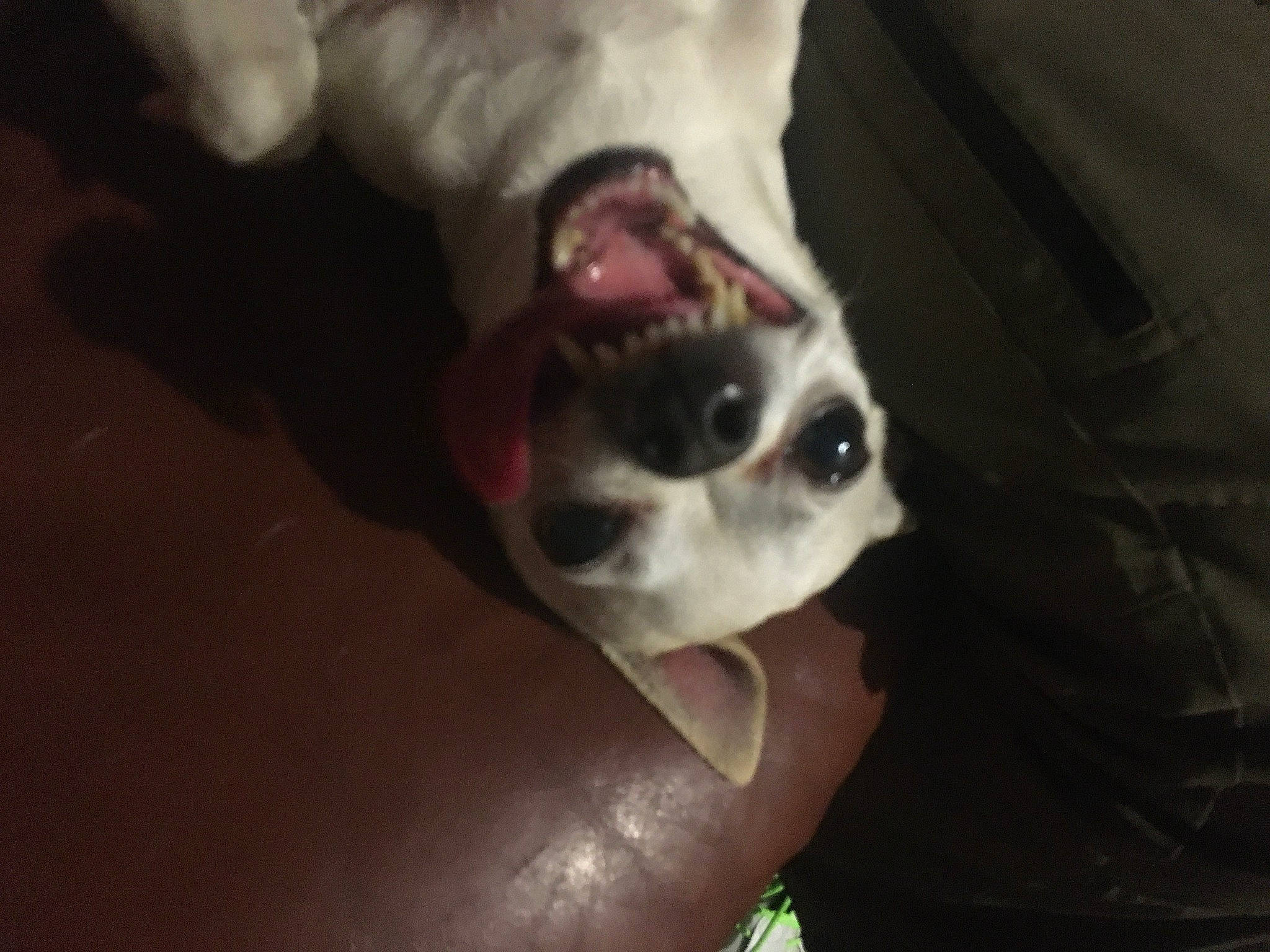 Eva is registered to the contest to win money with this photo: boston_terrier, canidae, carnivore, chihuahua, comfort, companion_dog, darkness, dog, dog_breed, ear, fawn, flesh, fur, jaw, non_sporting_group, paw, snout, sporting_group, toy_dog, whiskers