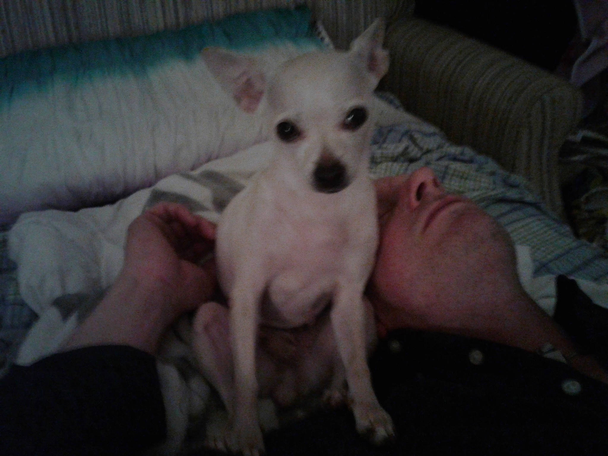 Eva is registered to the contest to win money with this photo: bored, canidae, carnivore, comfort, companion_dog, couch, dog, dog_breed, dog_supply, fawn, fur, non_sporting_group, paw, puppy, snout, sporting_group, terrestrial_animal, toy_dog, whiskers, working_animal