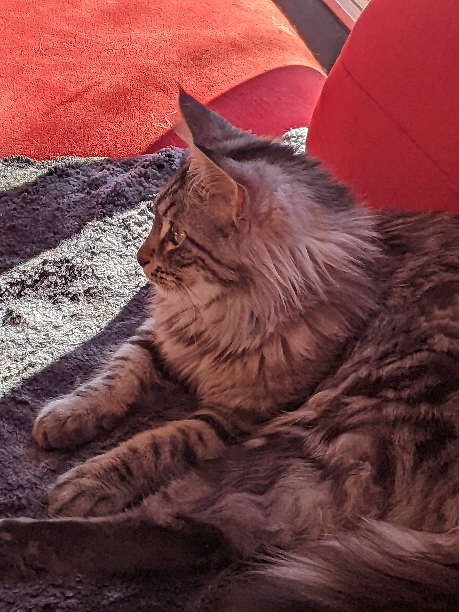 Tigrou participe au concours pour gagner de l'argent avec cette photo : carnivore, cat, comfort, domestic_short_haired_cat, eye, fawn, felidae, flooring, fur, grass, grey, plant, road_surface, sand, small_to_medium_sized_cats, snout, tail, terrestrial_animal, whiskers, wood