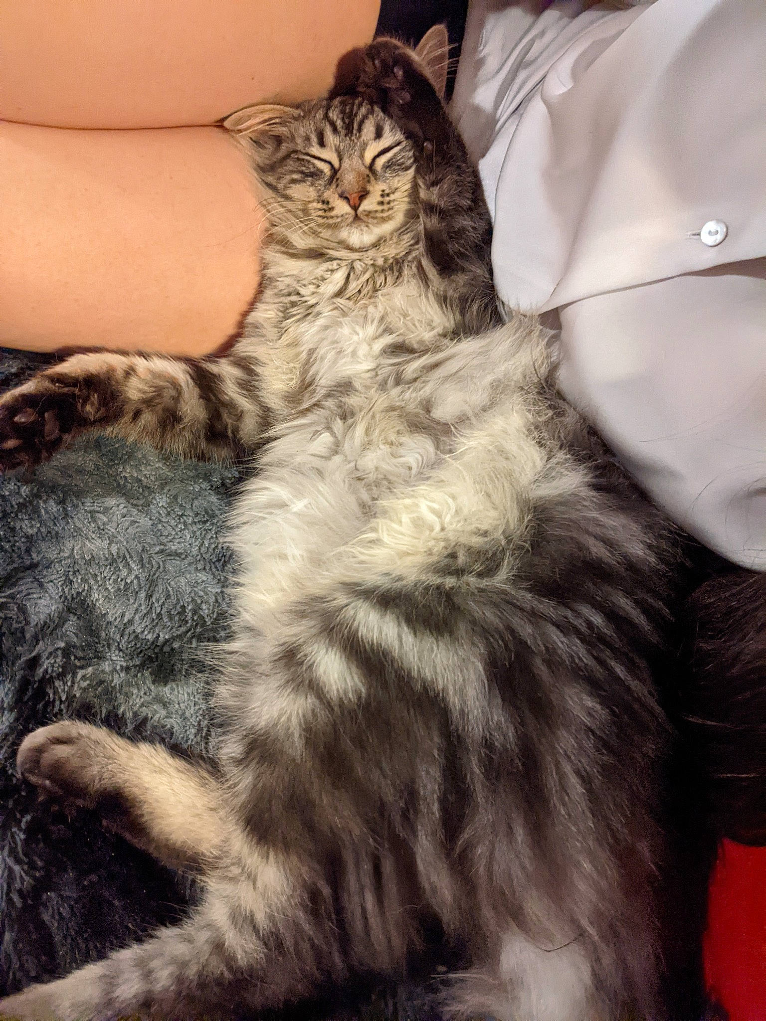 Tigrou a rejoint le concours — aidez-le/la à gagner de superbes lots ! carnivore, cat, claw, comfort, domestic_short_haired_cat, felidae, fur, gesture, hug, human_leg, lap, nap, paw, sitting, small_to_medium_sized_cats, snout, tail, whiskers